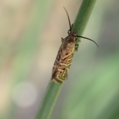 Glyphipterix cyanochalca at Murrumbateman, NSW - 4 Apr 2023