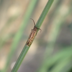 Glyphipterix cyanochalca at Murrumbateman, NSW - 4 Apr 2023