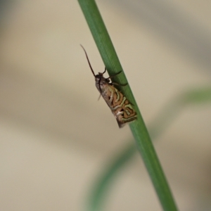 Glyphipterix cyanochalca at Murrumbateman, NSW - 4 Apr 2023