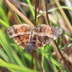 Chrysolarentia vicissata at Mongarlowe, NSW - suppressed