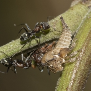 Sextius virescens at Higgins, ACT - 28 Mar 2023 01:40 PM