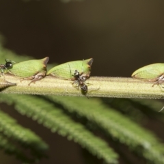 Sextius virescens at Higgins, ACT - 28 Mar 2023