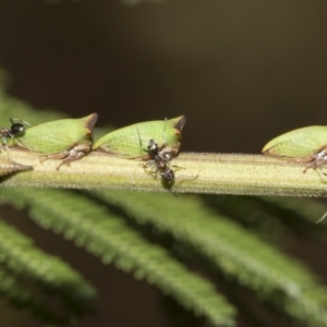 Sextius virescens at Higgins, ACT - 28 Mar 2023