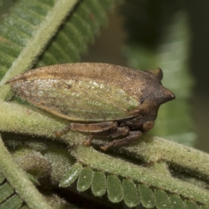 Sextius virescens at Higgins, ACT - 28 Mar 2023 01:40 PM