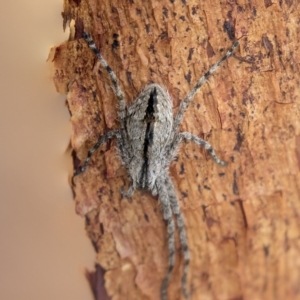 Holconia sp. (genus) at Harden, NSW - 27 Mar 2023 10:56 AM