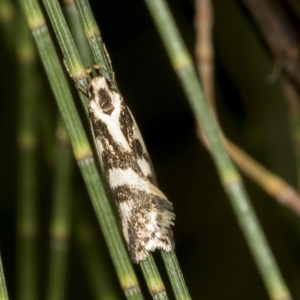 Epithymema incomposita at Higgins, ACT - 28 Mar 2023 01:56 PM