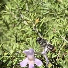 Megachile sp. (several subgenera) (Resin Bees) at Mount Annan, NSW - 4 Apr 2023 by JudeWright