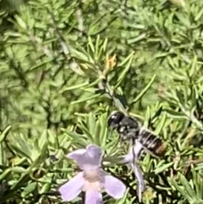 Megachile sp. (several subgenera) (Resin Bees) at Mount Annan, NSW - 4 Apr 2023 by JudeWright