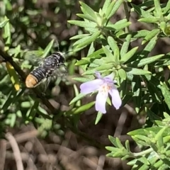 Megachile sp. (several subgenera) (Resin Bees) at Mount Annan, NSW - 4 Apr 2023 by JudeWright