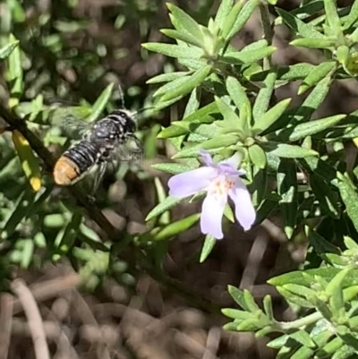 Megachile sp. (several subgenera) (Resin Bees) at Mount Annan, NSW - 4 Apr 2023 by JudeWright