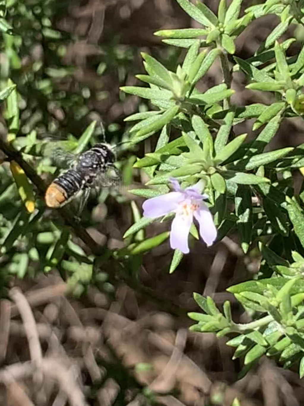 Megachile sp. at Mount Annan, NSW - 4 Apr 2023