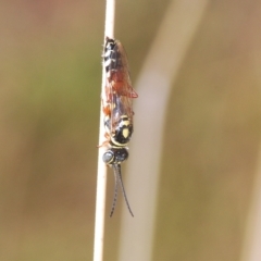 Aeolothynnus sp. (genus) (A flower wasp) at Sth Tablelands Ecosystem Park - 4 Apr 2023 by Harrisi