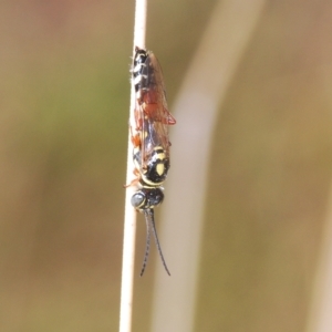 Aeolothynnus sp. (genus) at Molonglo Valley, ACT - 4 Apr 2023 11:34 AM