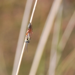 Aeolothynnus sp. (genus) at Molonglo Valley, ACT - 4 Apr 2023 11:34 AM