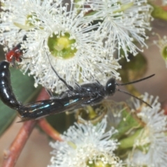 Rhagigaster ephippiger (Smooth flower wasp) at Molonglo Valley, ACT - 4 Apr 2023 by Harrisi
