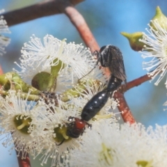 Rhagigaster ephippiger at Molonglo Valley, ACT - 4 Apr 2023