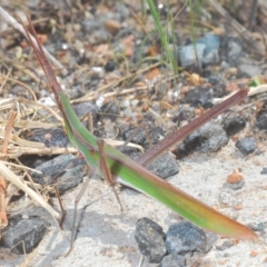 Acrida conica (Giant green slantface) at Sth Tablelands Ecosystem Park - 4 Apr 2023 by Harrisi