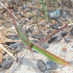 Acrida conica at Molonglo Valley, ACT - 4 Apr 2023