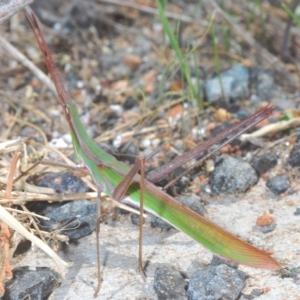 Acrida conica at Molonglo Valley, ACT - 4 Apr 2023