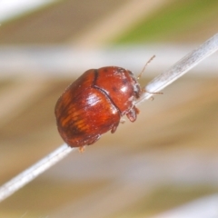 Elaphodes sp. (genus) (Leaf beetle) at Molonglo Valley, ACT - 4 Apr 2023 by Harrisi