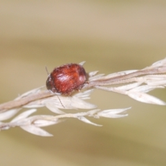 Elaphodes sp. (genus) at Molonglo Valley, ACT - 4 Apr 2023