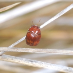 Elaphodes sp. (genus) at Molonglo Valley, ACT - 4 Apr 2023