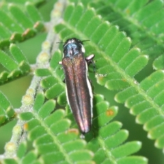 Agrilus hypoleucus (Hypoleucus jewel beetle) at Block 402 - 4 Apr 2023 by Harrisi