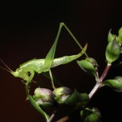 Unverified Katydid (Tettigoniidae) by TimL