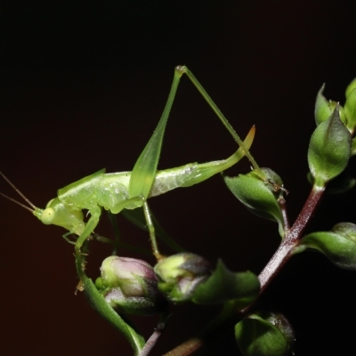 Unidentified Katydid (Tettigoniidae) by TimL