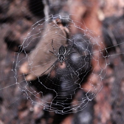 Argiope sp. (genus) at Capalaba, QLD - 25 Mar 2023 by TimL