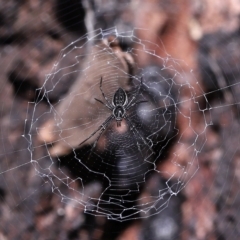 Unidentified Orb-weaving spider (several families) at Capalaba, QLD - 25 Mar 2023 by TimL