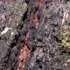 Argiope ocyaloides at Capalaba, QLD - 26 Mar 2023 10:07 AM