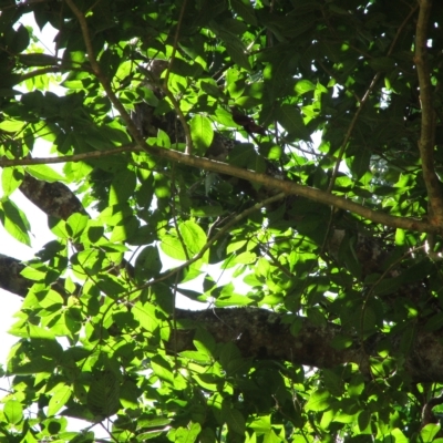 Ficus albipila (Abbey Tree) at Shannonvale, QLD - 30 Mar 2023 by Jase