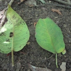 Ficus albipila at suppressed - suppressed