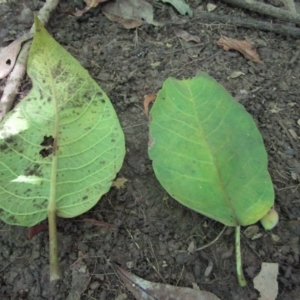 Ficus albipila at suppressed - 30 Mar 2023