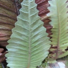 Drynaria rigidula at Fitzroy Island, QLD - suppressed