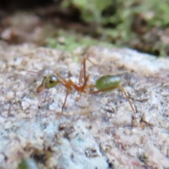 Oecophylla smaragdina (Green Tree Ant) at Fitzroy Island, QLD - 31 Mar 2023 by MatthewFrawley
