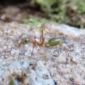 Oecophylla smaragdina at Fitzroy Island, QLD - 31 Mar 2023 08:30 AM