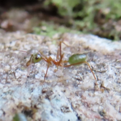 Oecophylla smaragdina (Green Tree Ant) at Fitzroy Island, QLD - 31 Mar 2023 by MatthewFrawley