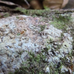 Oecophylla smaragdina at Fitzroy Island, QLD - 31 Mar 2023 08:30 AM