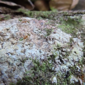 Oecophylla smaragdina at Fitzroy Island, QLD - 31 Mar 2023 08:30 AM