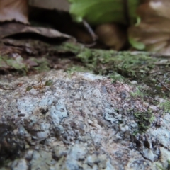 Oecophylla smaragdina at Fitzroy Island, QLD - 31 Mar 2023 08:30 AM