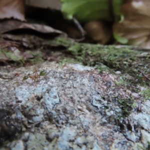Oecophylla smaragdina at Fitzroy Island, QLD - 31 Mar 2023 08:30 AM