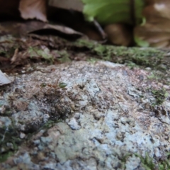 Oecophylla smaragdina at Fitzroy Island, QLD - 31 Mar 2023 08:30 AM