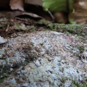 Oecophylla smaragdina at Fitzroy Island, QLD - 31 Mar 2023 08:30 AM