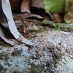Oecophylla smaragdina at Fitzroy Island, QLD - 31 Mar 2023 08:30 AM