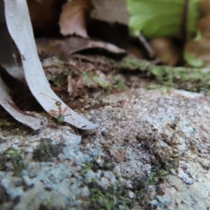 Oecophylla smaragdina at Fitzroy Island, QLD - 31 Mar 2023 08:30 AM