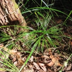 Schizaea dichotoma (Branched Comb Fern) at Fitzroy Island, QLD - 30 Mar 2023 by MatthewFrawley
