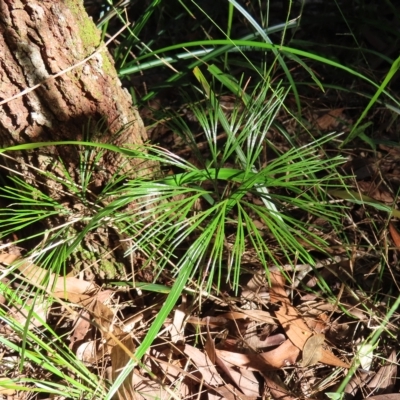 Schizaea dichotoma (Branched Comb Fern) at Fitzroy Island National Park - 30 Mar 2023 by MatthewFrawley