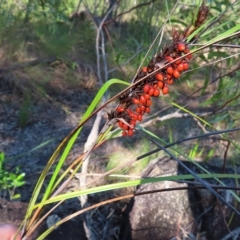 Gahnia aspera (Red-berried Saw-sedge) at Fitzroy Island, QLD - 30 Mar 2023 by MatthewFrawley